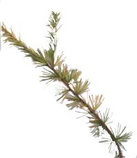 VT foliage leaf - Tamarack