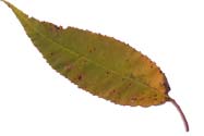 VT foliage leaf - Yellow Birch