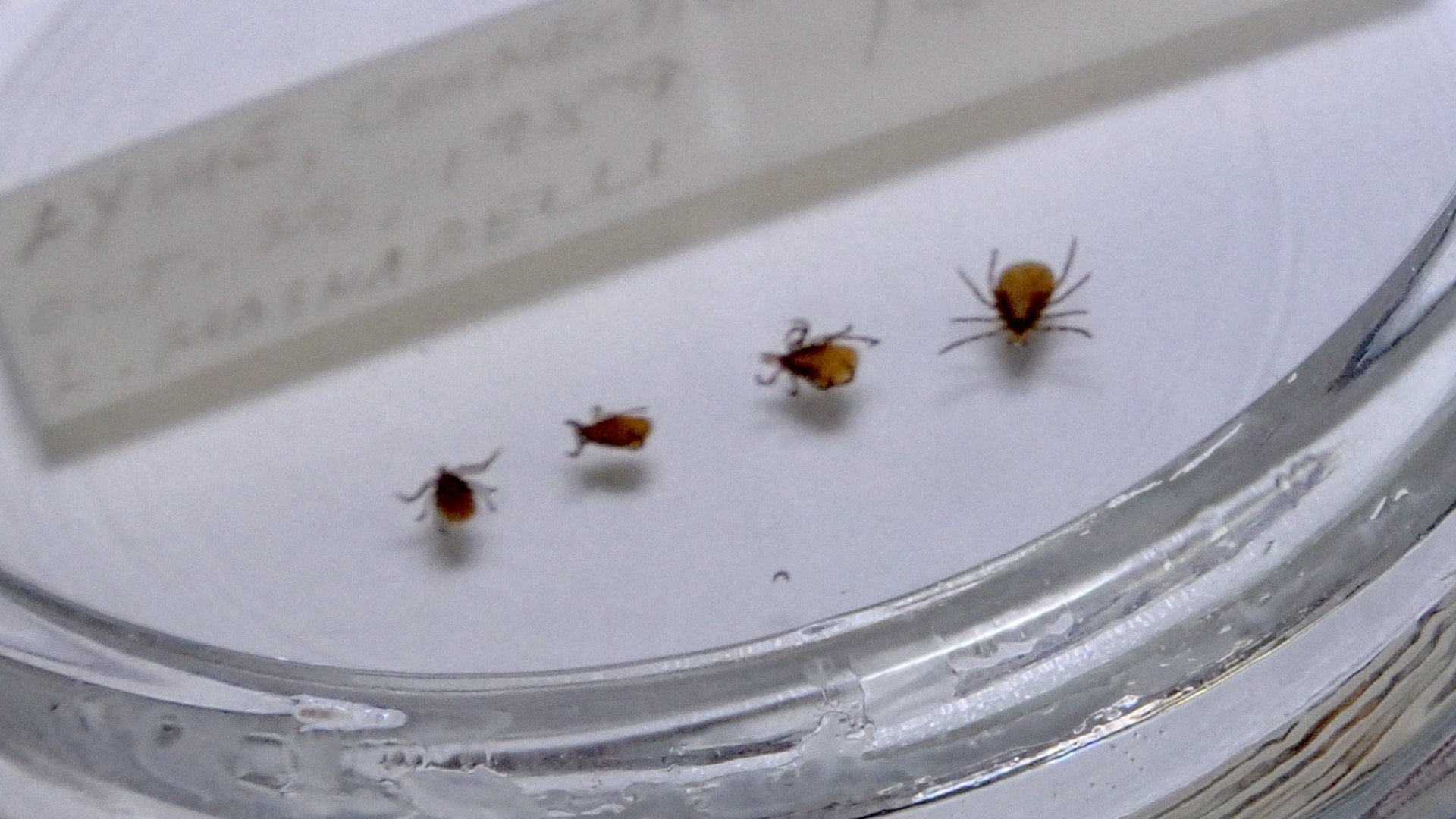 Ticks in paltry dish